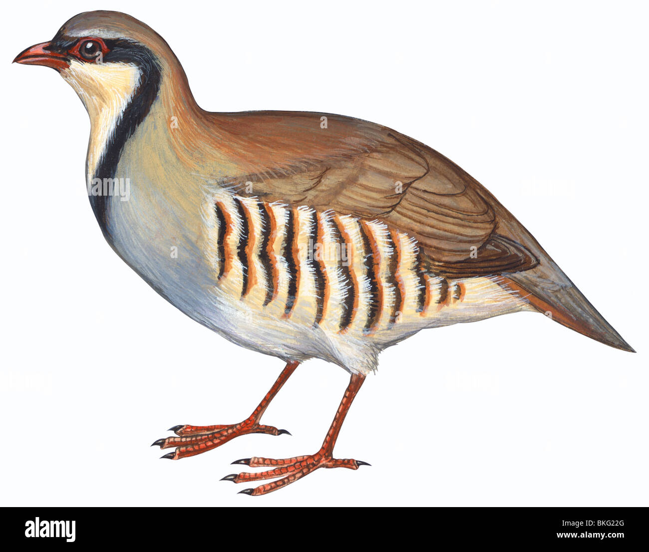 Chukar Rebhuhn Stockfotografie Alamy