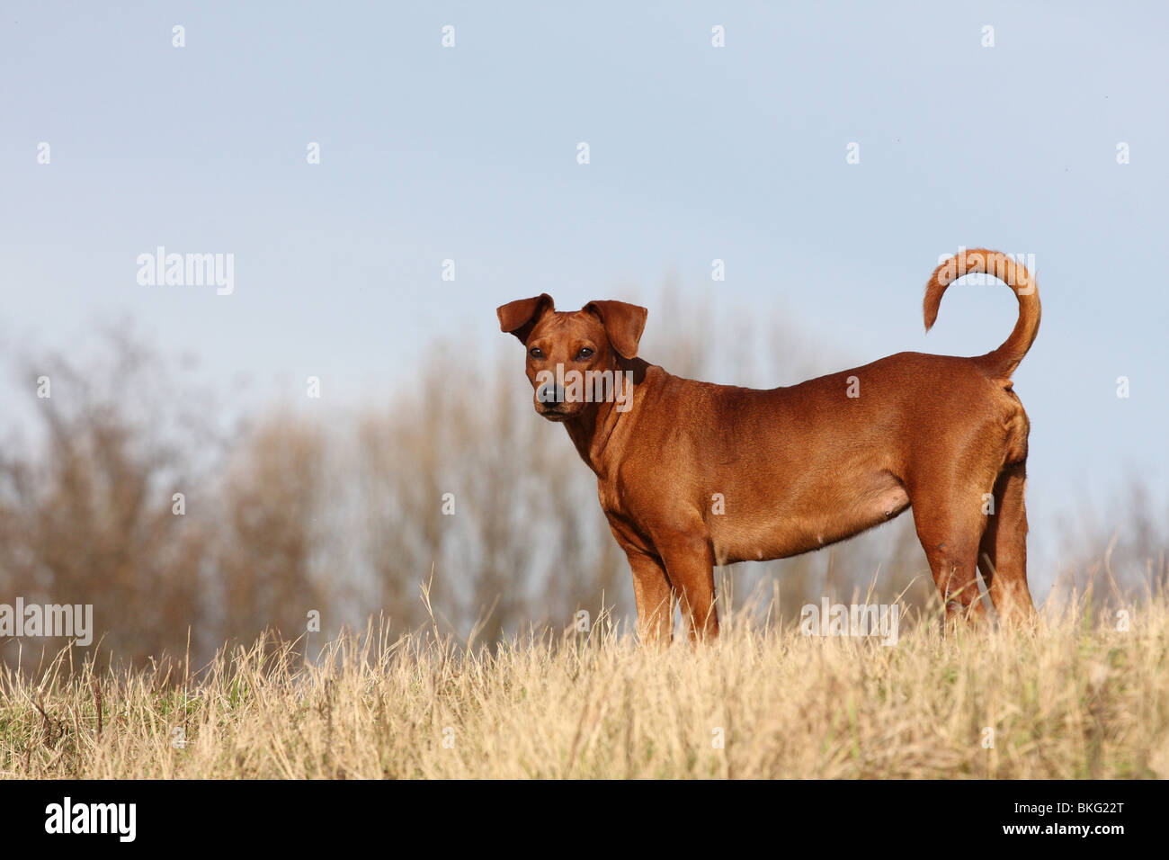 Deutscher Pinscher / Deutscher Pinscher Stockfoto