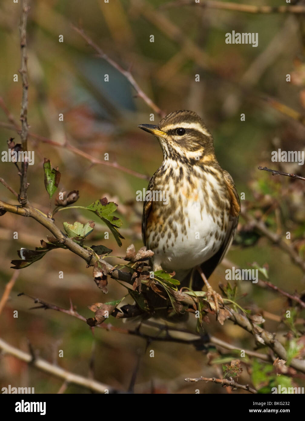 Koperwiek; Rotdrossel; Turdus Iliacus; Stockfoto