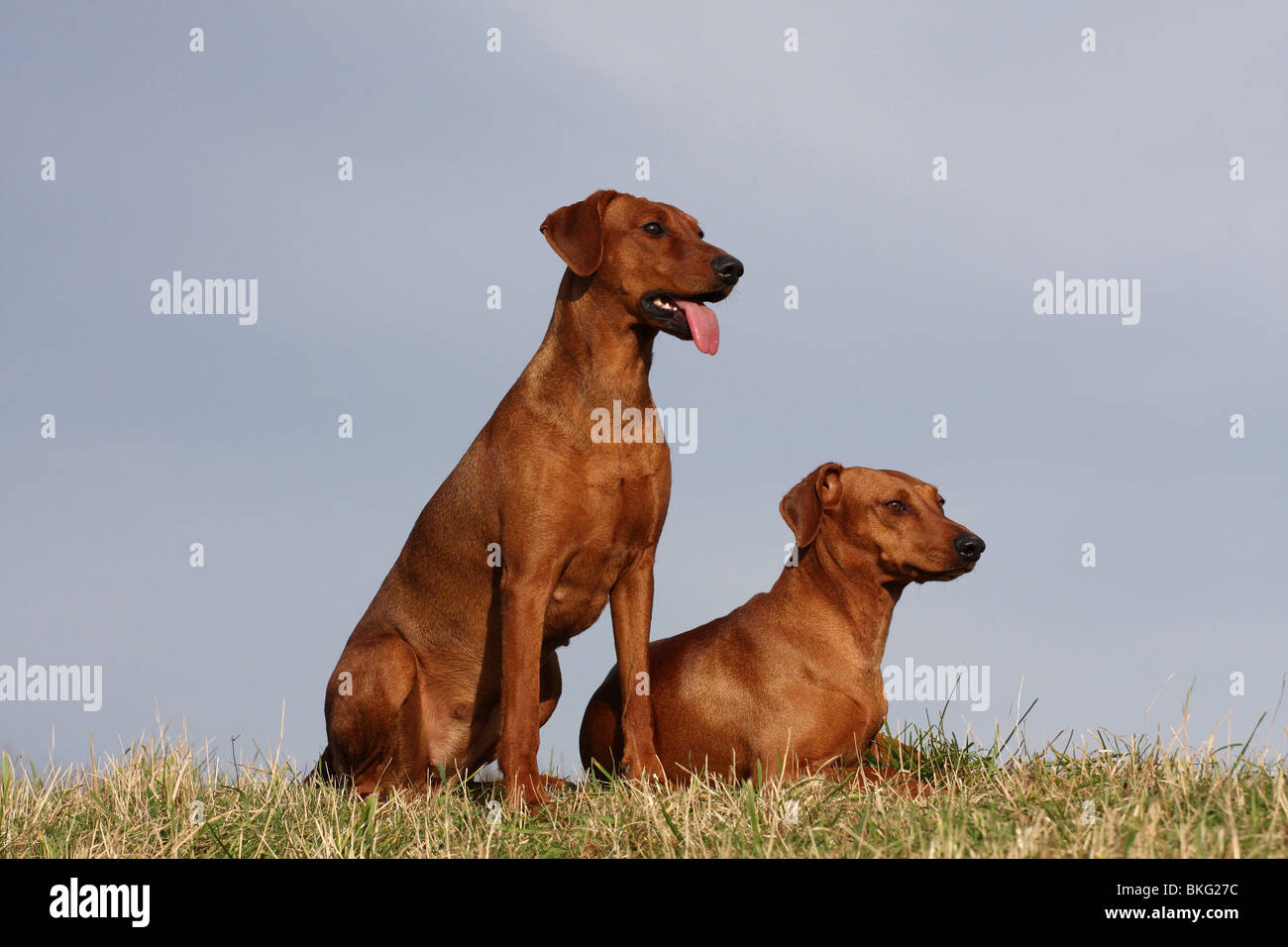 Deutsche Pinscher / Deutscher Pinscher Stockfoto