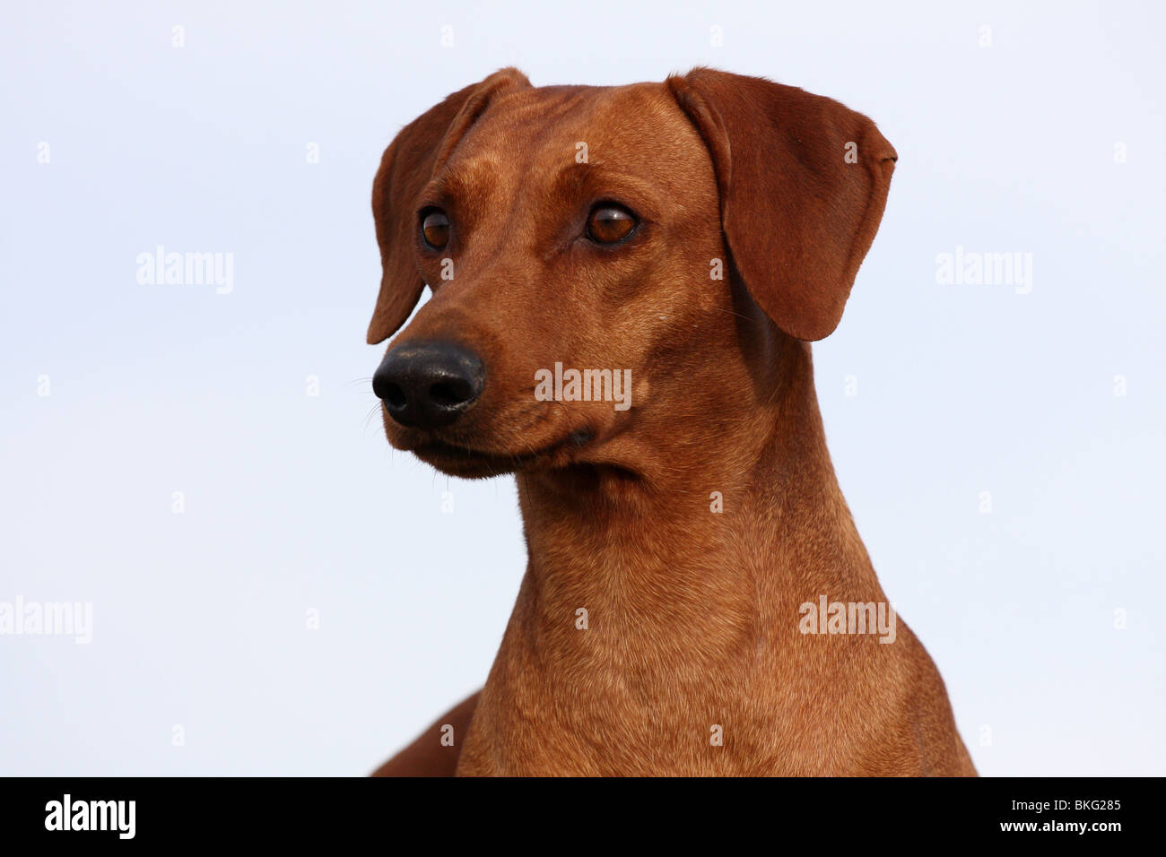 Deutscher Pinscher Portrait / Deutscher Pinscher Portrait Stockfoto