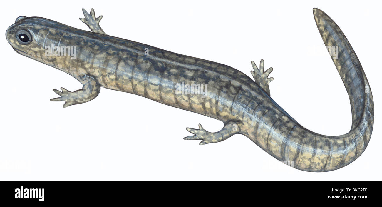 Klein-mouthed salamander Stockfoto