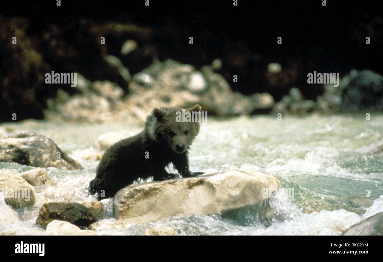 DER BÄR-1989 Stockfoto