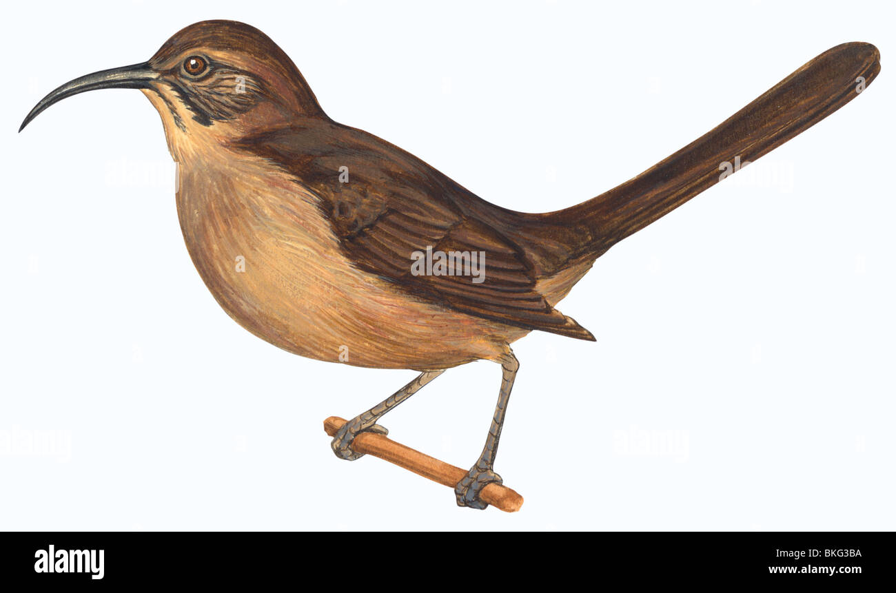 California thrasher Stockfoto