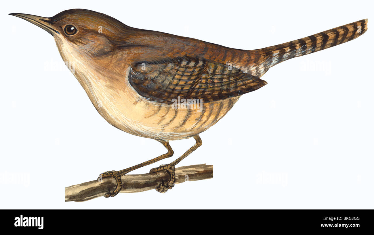 Haus Zaunkönig Stockfoto