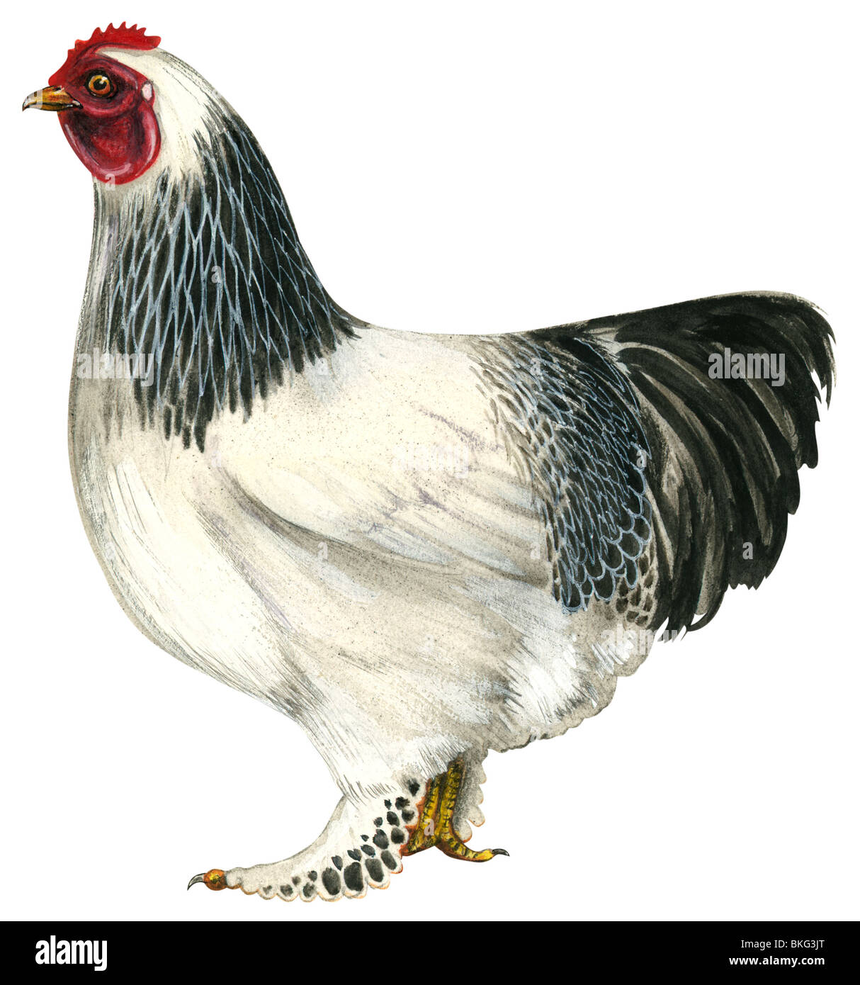 Brahma Huhn Stockfoto