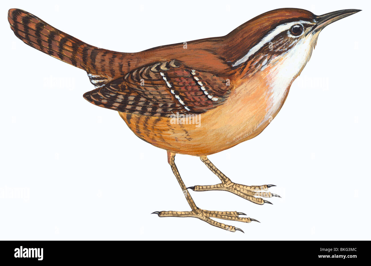 Carolina Zaunkönig Stockfoto