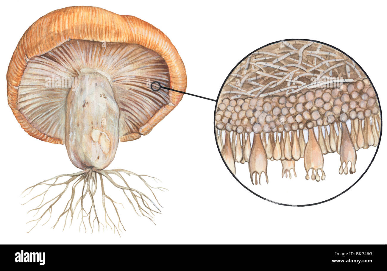 Basidiomyceten Stockfoto