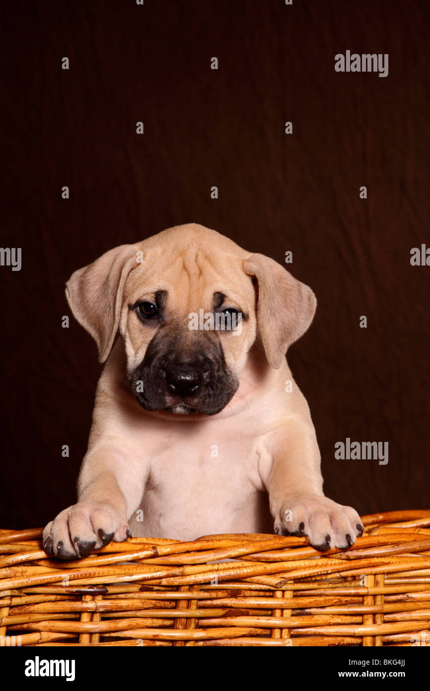 Dogo Canario Welpe / Dogo Canario Welpen Stockfoto