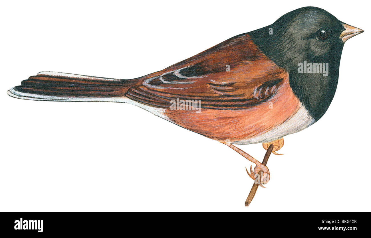 Oregon junco Stockfoto
