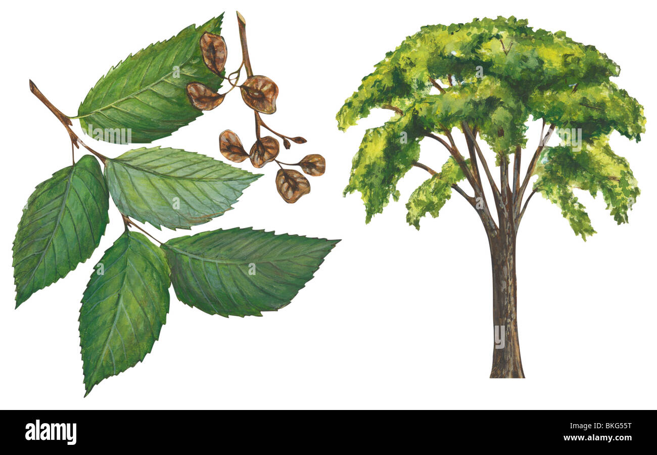 Slippery Elm tree Stockfoto Slippery Elm tree Stockfoto
