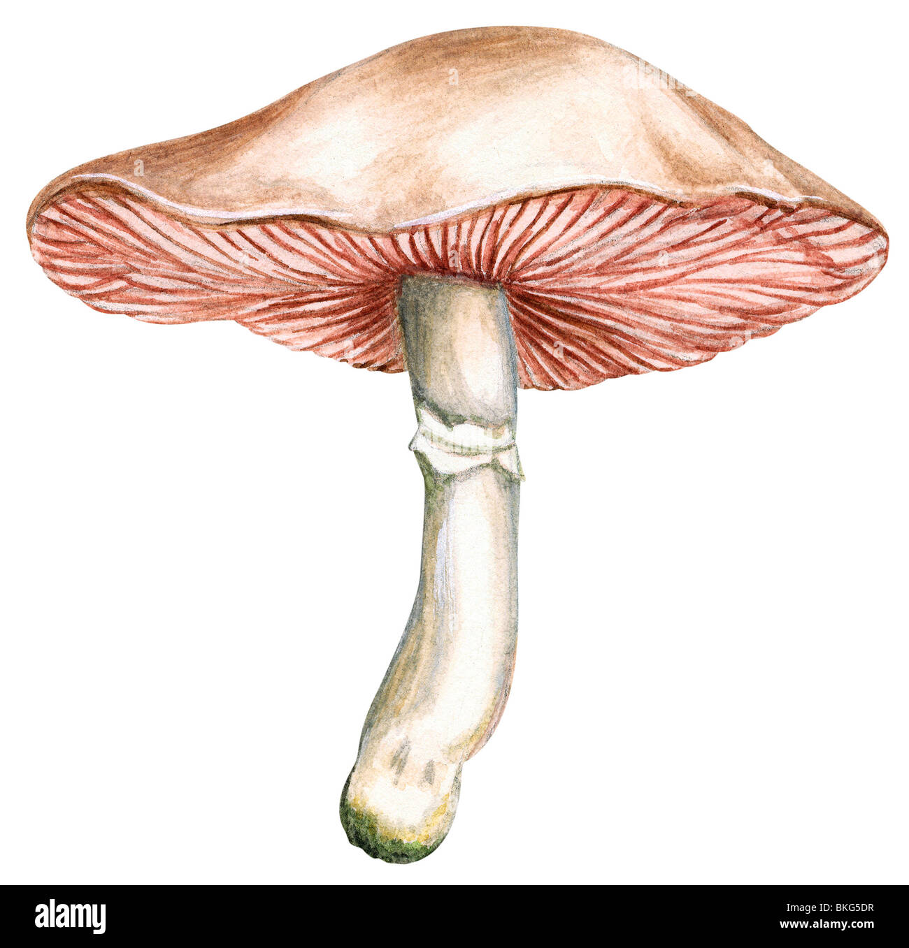 Wiese Pilz Stockfoto