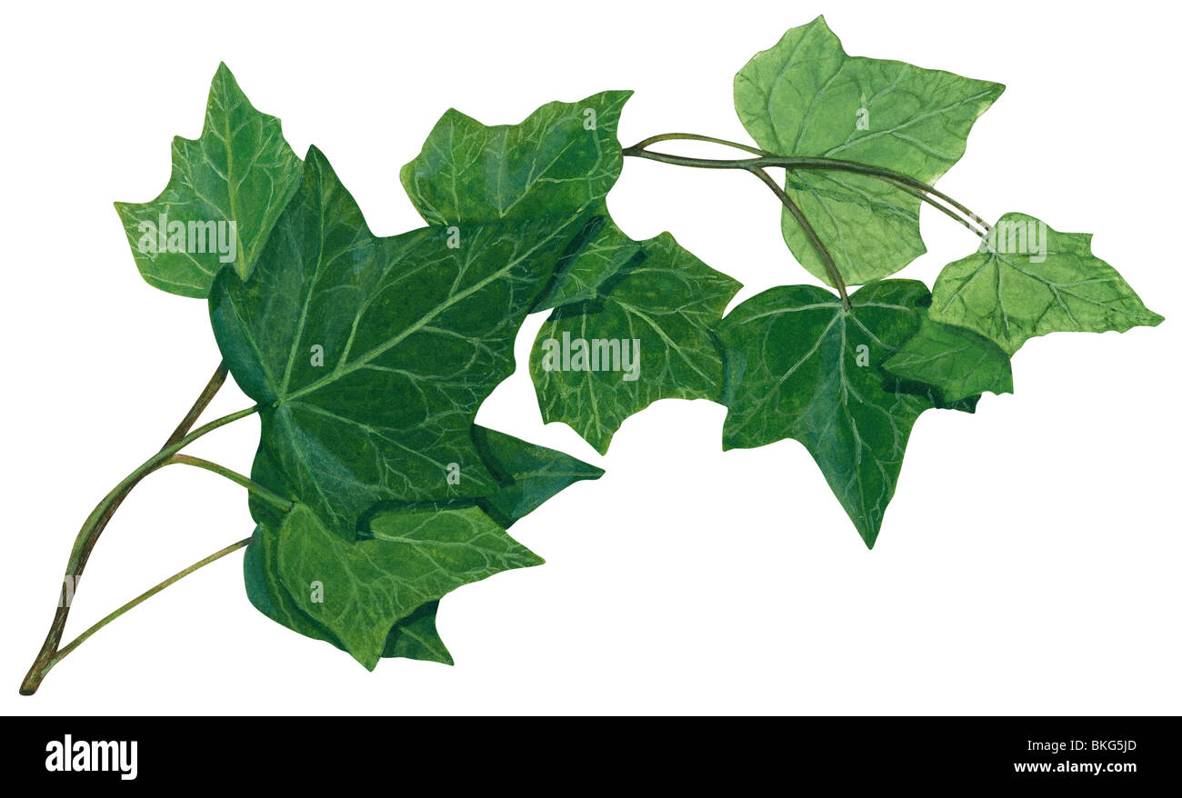 Ivy Stockfoto