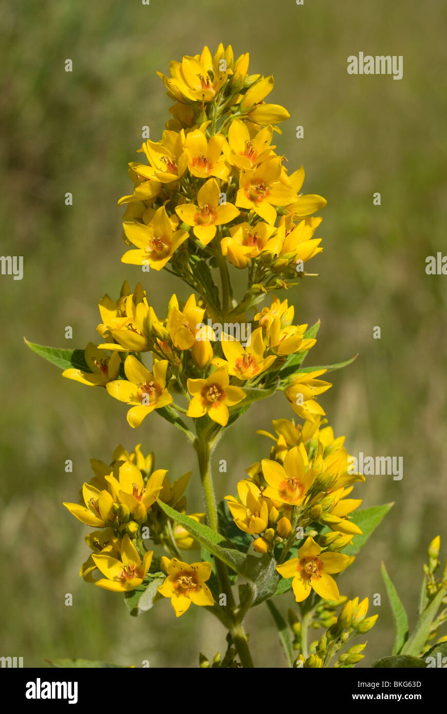 Gilbweiderich (Lysimachia Vulgaris) Stockfoto