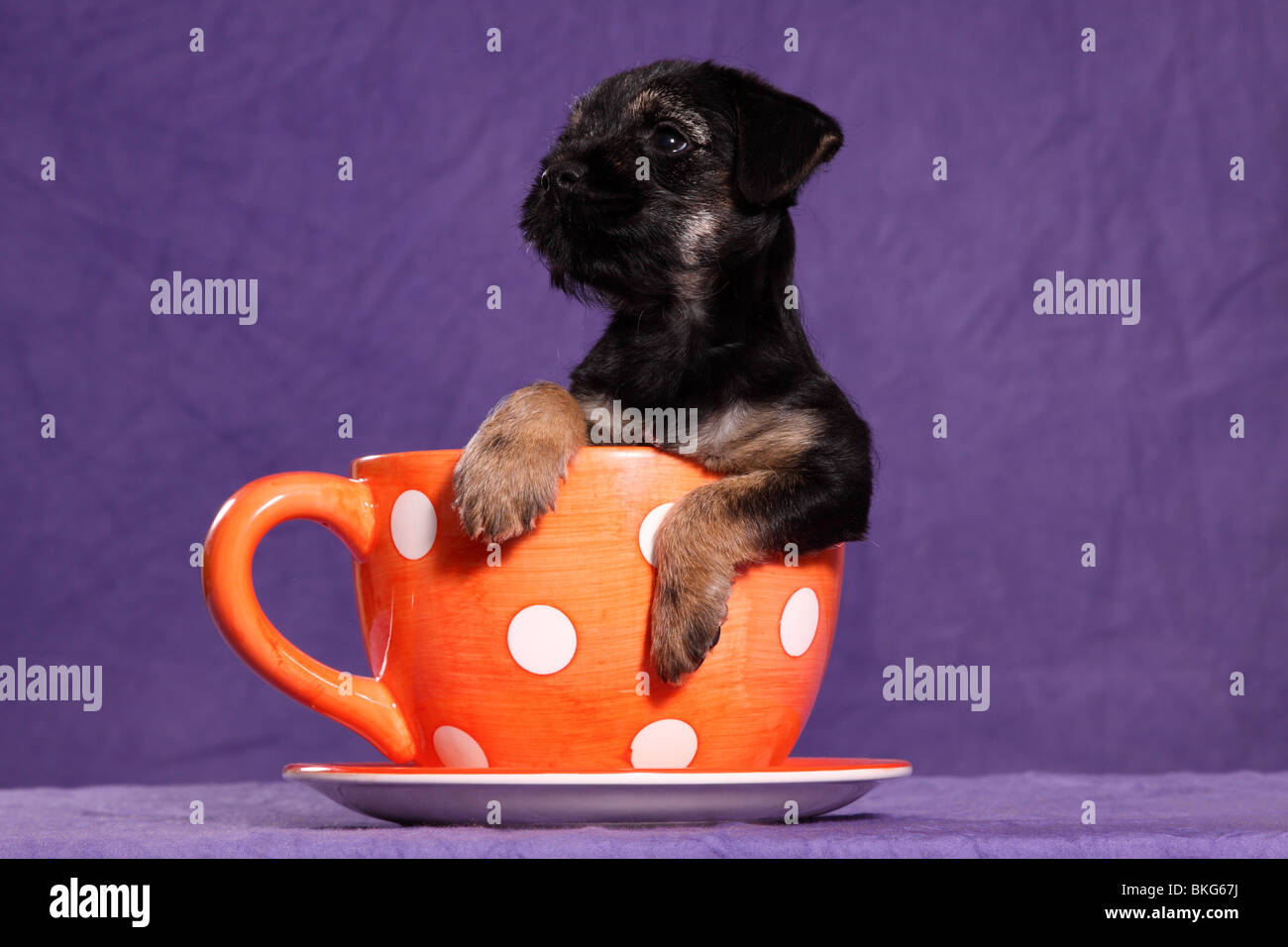 Border Terrier Welpe / Border Terrier Welpen Stockfoto