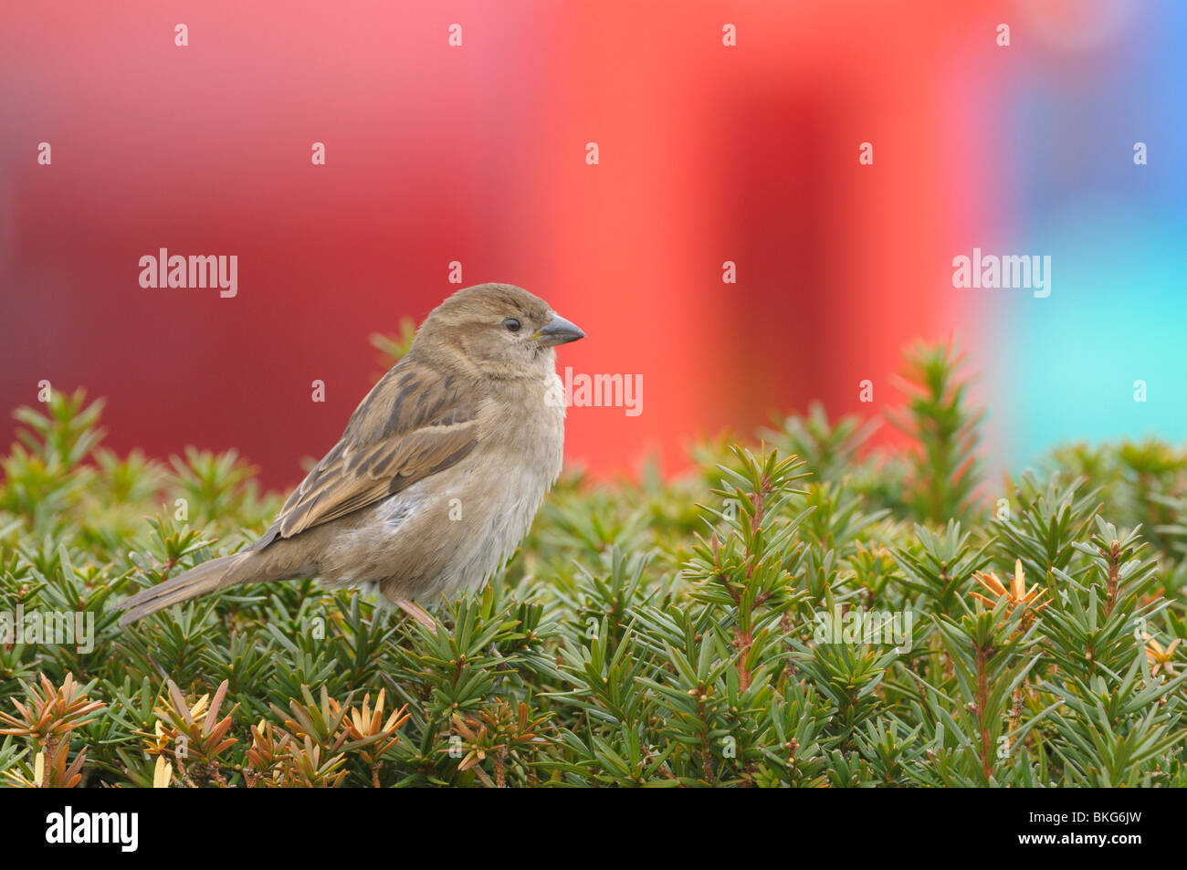 Seitenansicht Haussperling auf Hecke mit farbigen Hintergrund Stockfoto