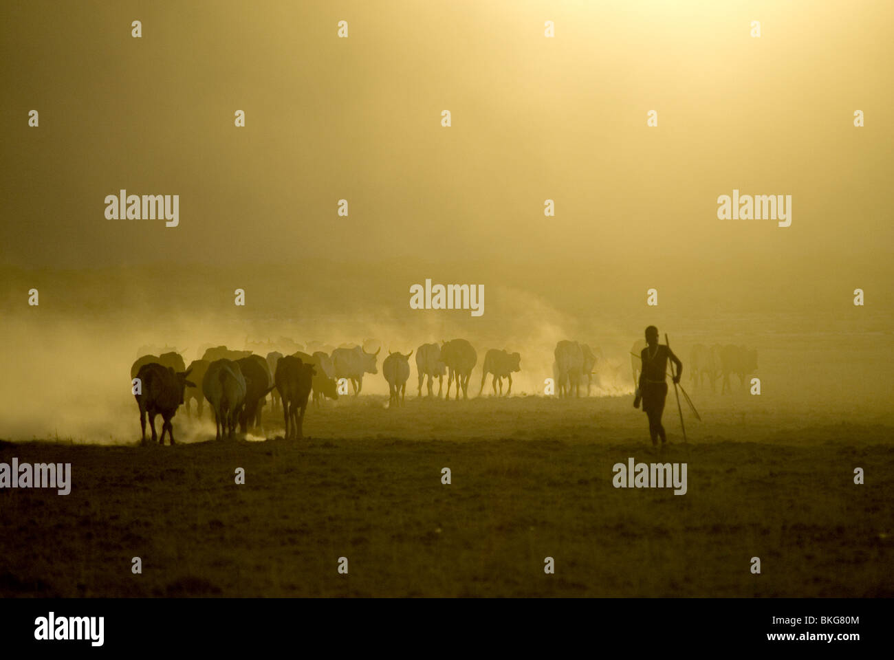 Masai Hirte mit seinen Rindern. Stockfoto