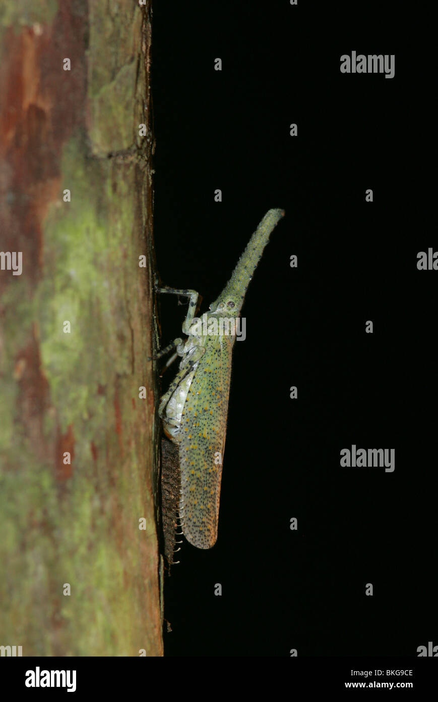 Malaysische Laterne Fliege Stockfoto