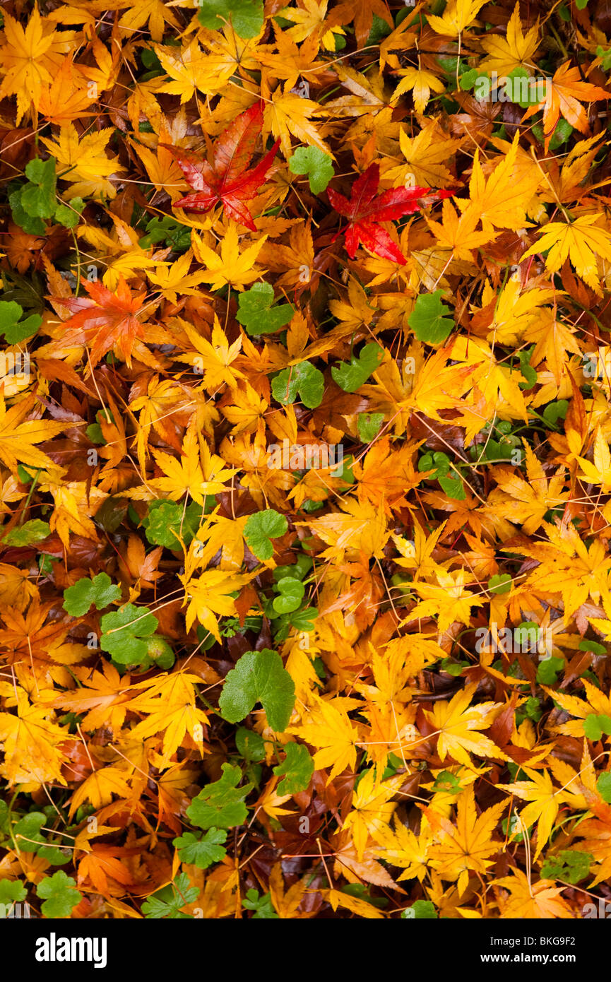 Ahorn-Blätter. Mount Wilson. Blue Mountains. New South Wales. Australien. Stockfoto