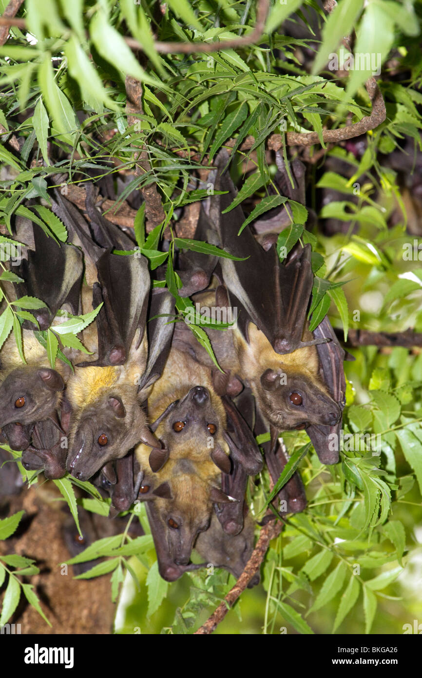 Eine Kolonie afrikanischer strohfarbener Obstfledermäuse (Eidolon helvum) in einem Baum in Zentralkenia Stockfoto