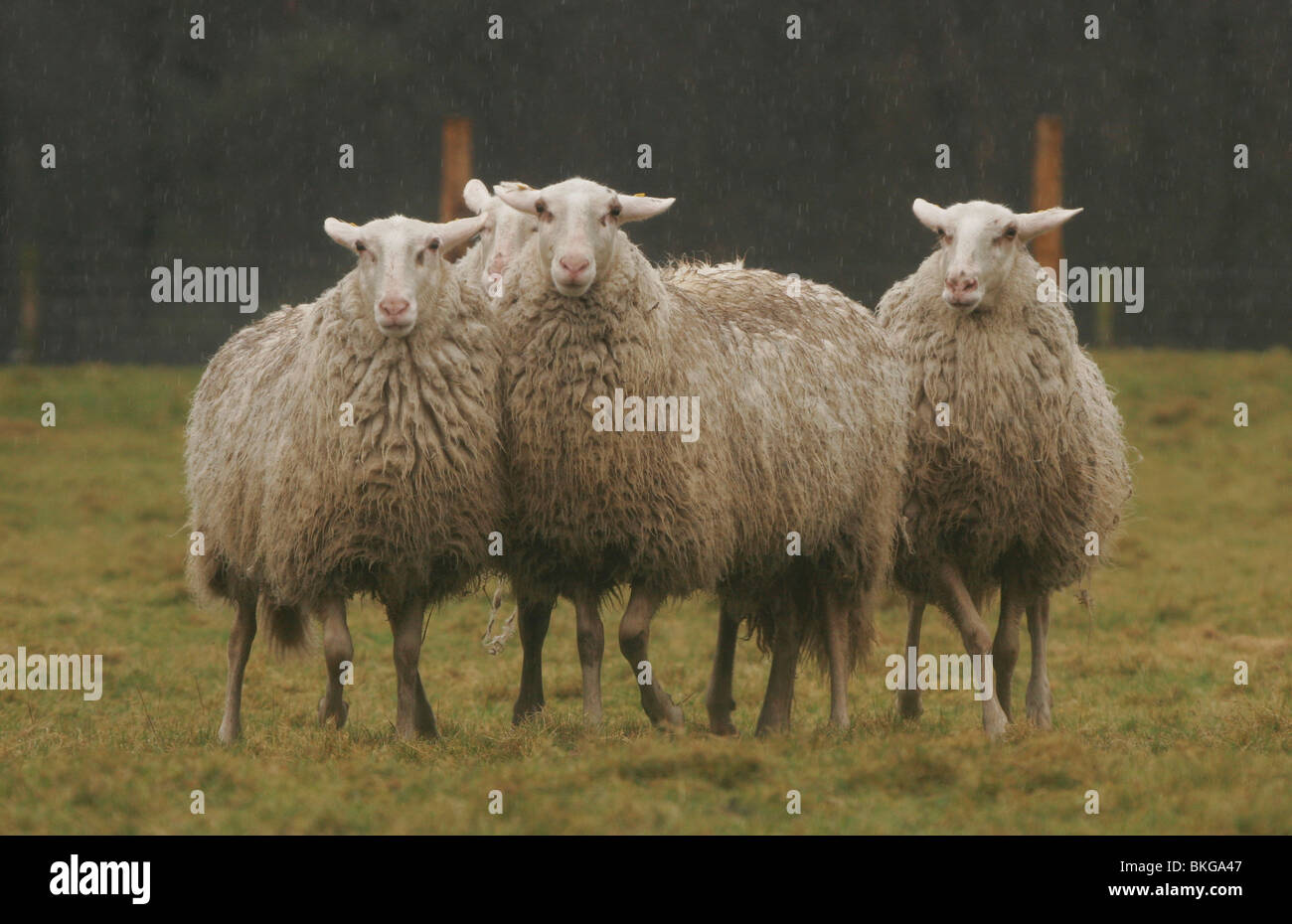 Vier Schafe auf die Sheepmeadow im Regen stehen Stockfoto