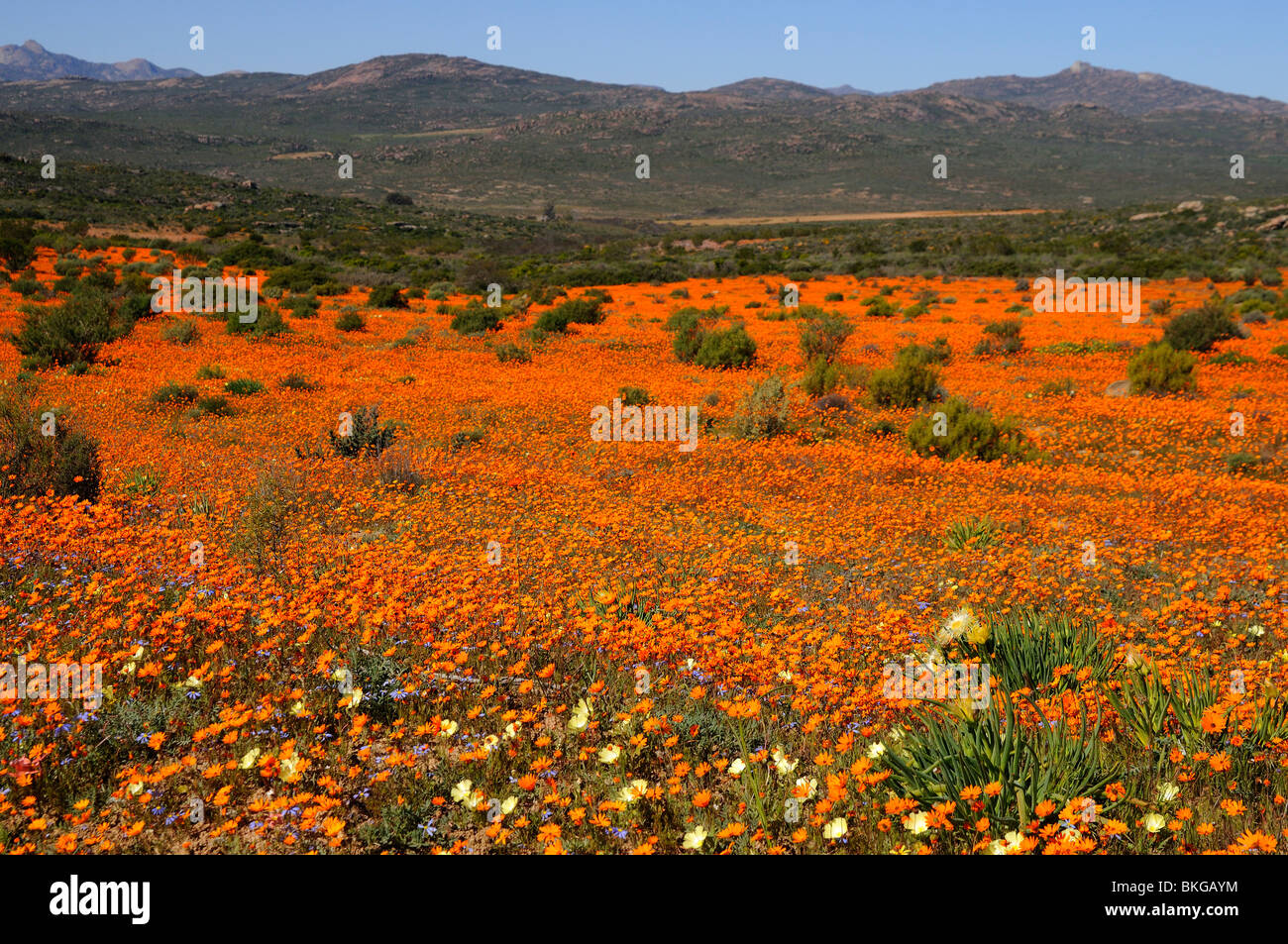 Teppich von Frühlingsblumen im Skilpad Nature Reserve in der Nähe von Kamieskroon, Namaqualand, Südafrika Stockfoto