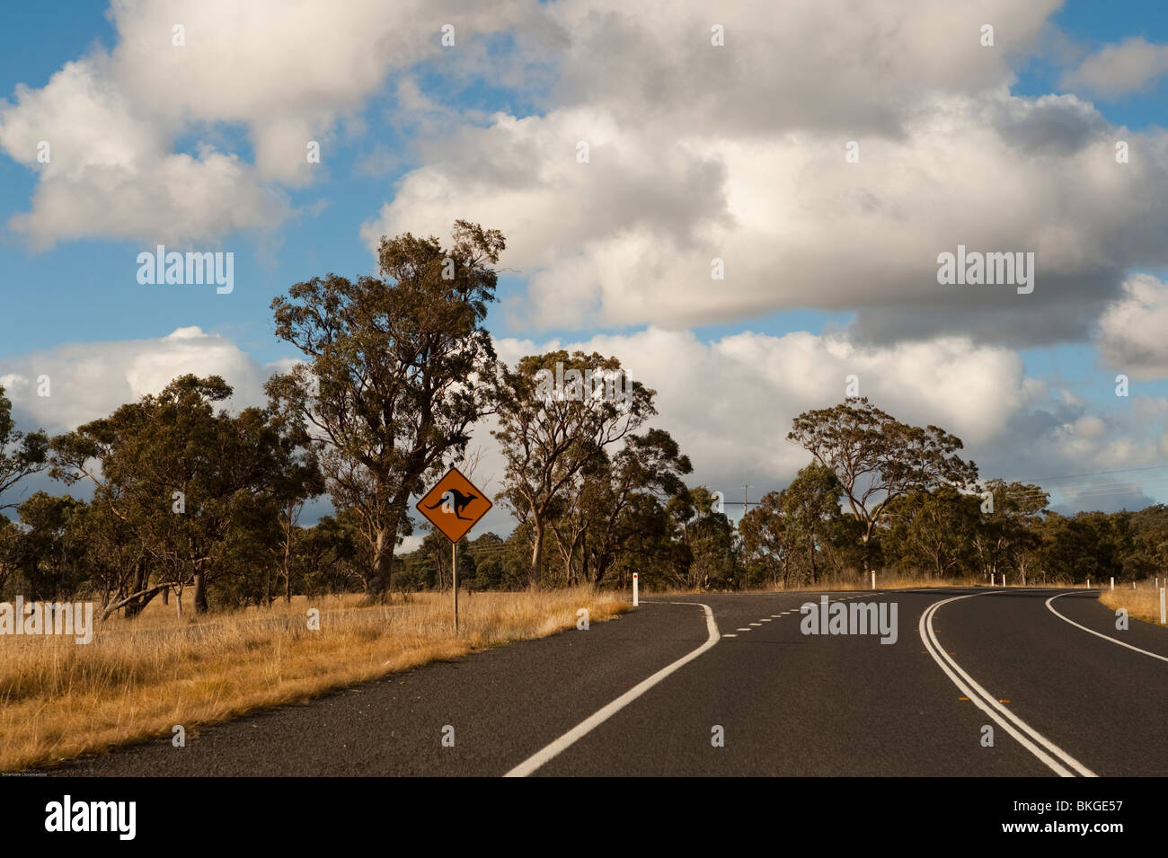 Eucaliptus und Känguru Roadsign flankieren die Straße, Armidale, New-South.Wales, Australien. Stockfoto