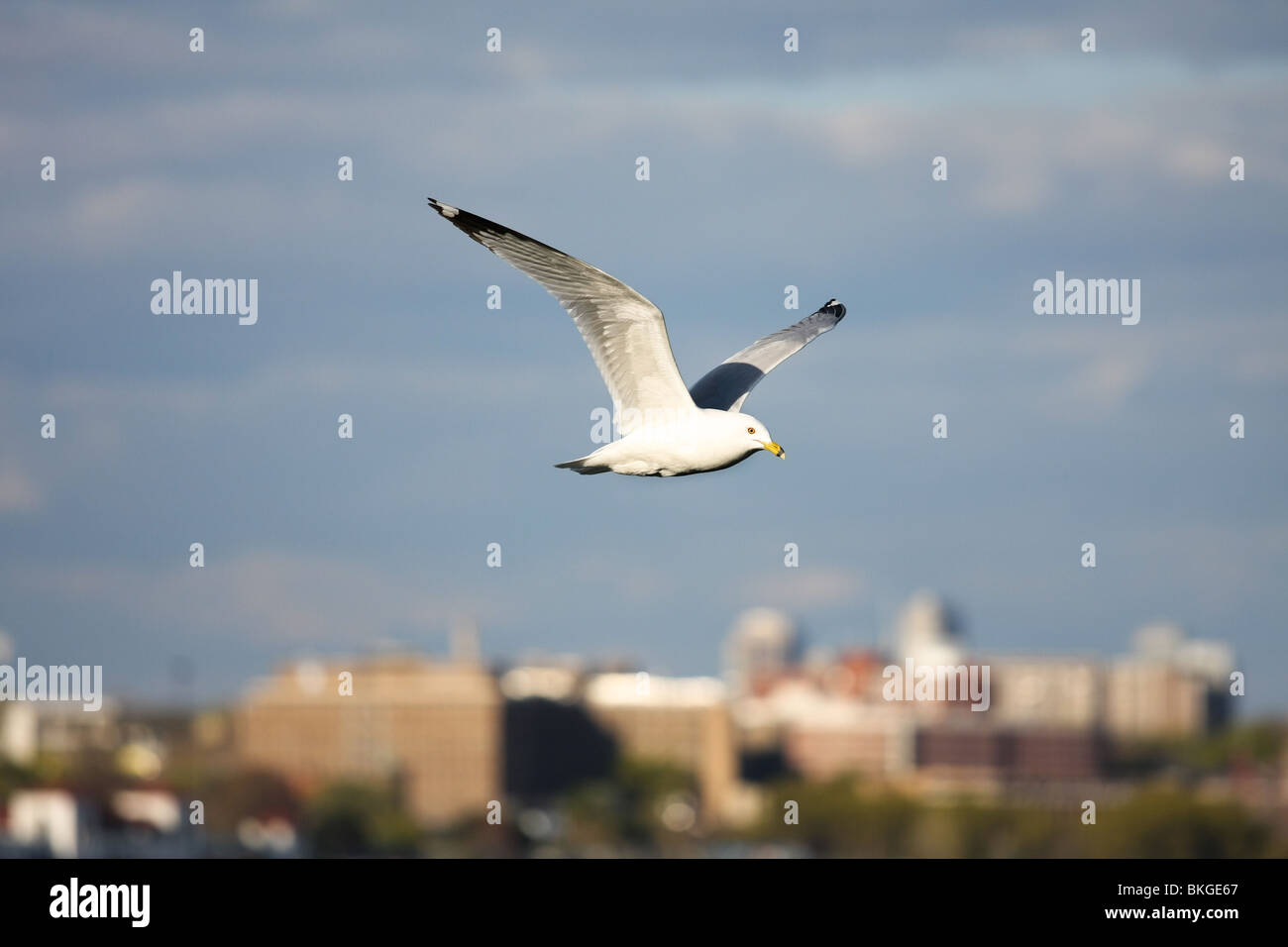 weiß grau Möwe Möwe Vogel fliegen Flug Nurflügler Flügel Himmelblau bewölkt sonnig larus Stockfoto