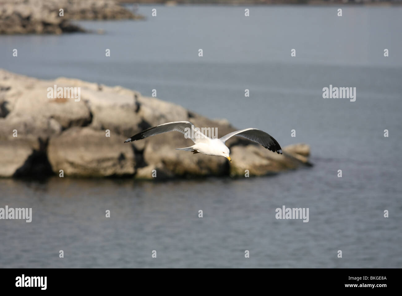 weiß grau Möwe Möwe Vogel fliegen Flug Nurflügler Flügel Himmelblau bewölkt sonnig larus Stockfoto