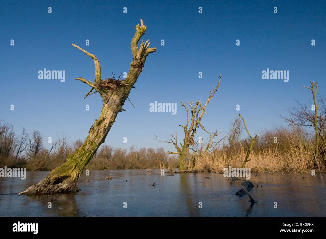 Leere Nester der Kormorane im Winter in der Oostvaardersplassen Stockfoto