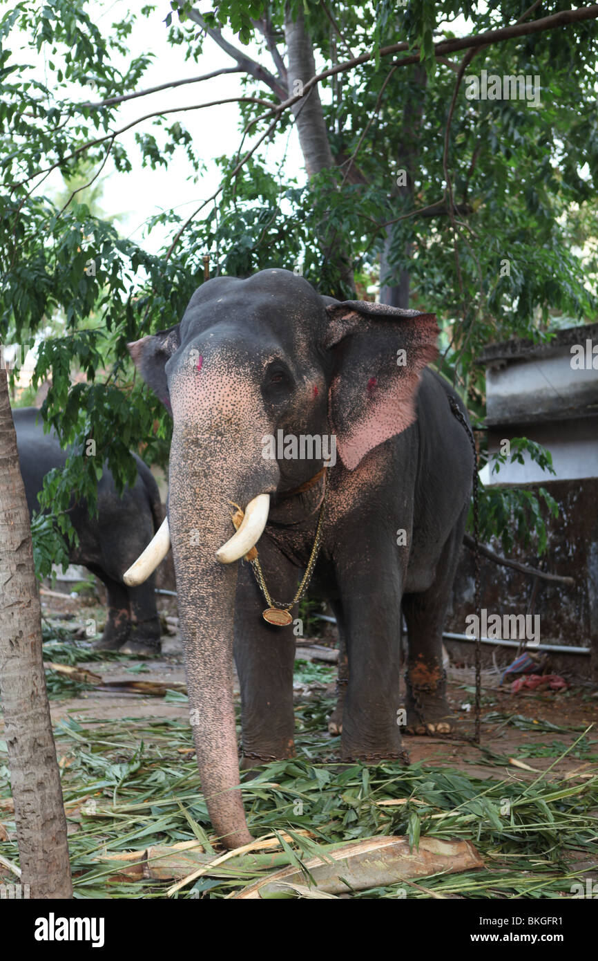 einen Elefanten, Thrissur Pooram Festival teilzunehmen gefeiert jedes Jahr im April / Mai Stockfoto