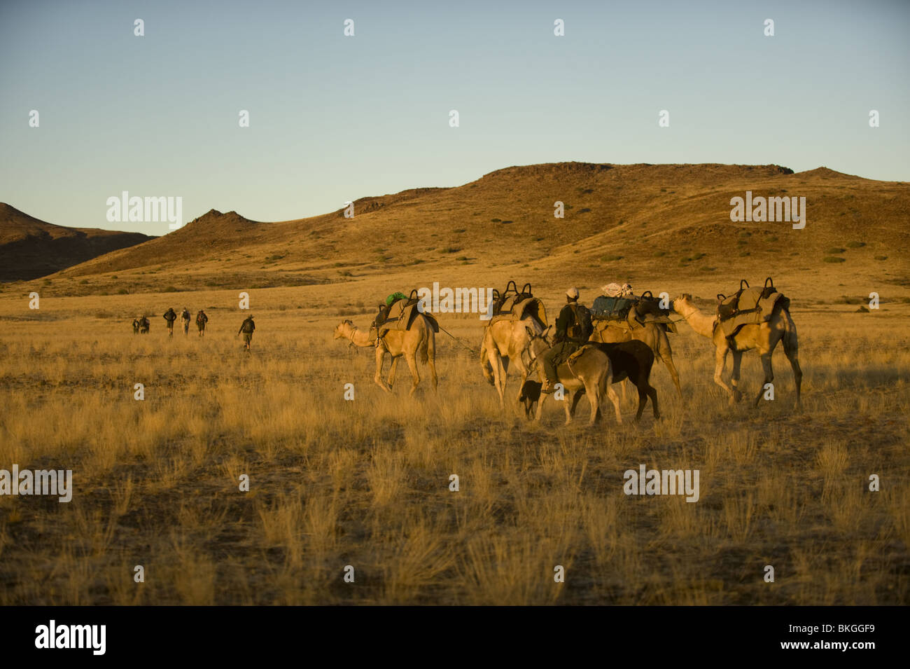 Kamel Zug Anfahren als Unterstützung für Wanderer, Palmwag, Namibia Stockfoto