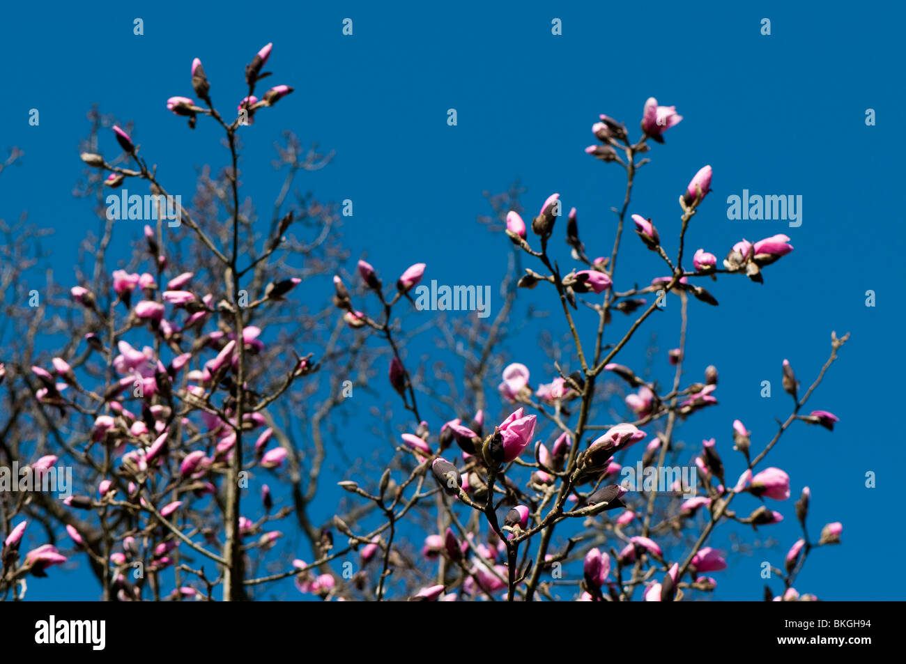 Rosa Magnolie Blüten gegen den blauen Himmel im Frühjahr Stockfoto
