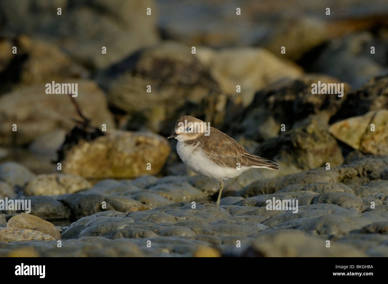 Erwachsenen gebänderten Mornell in nicht-Zucht-Kleid; Volwassen Dubbelbandplevier in Nazomer kleed Stockfoto