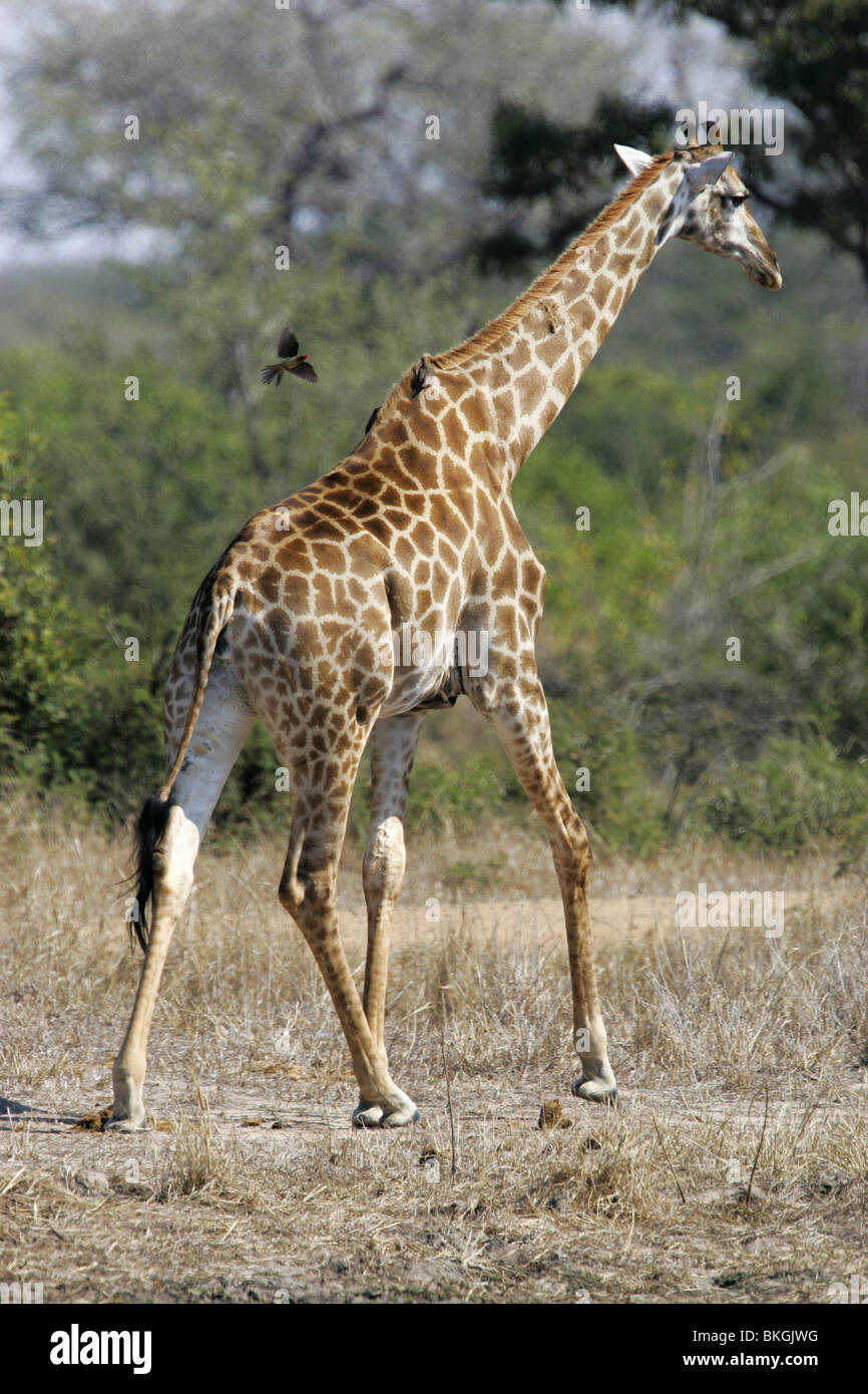 Südlichen Giraffe, Kruger, Südafrika Stockfoto