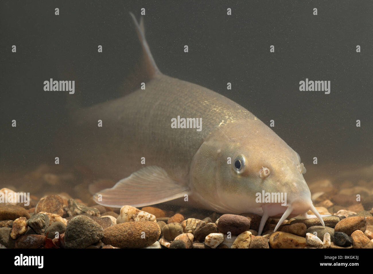 Foto von einer Barbe im Stream auf dem Boden ruhen. Stockfoto
