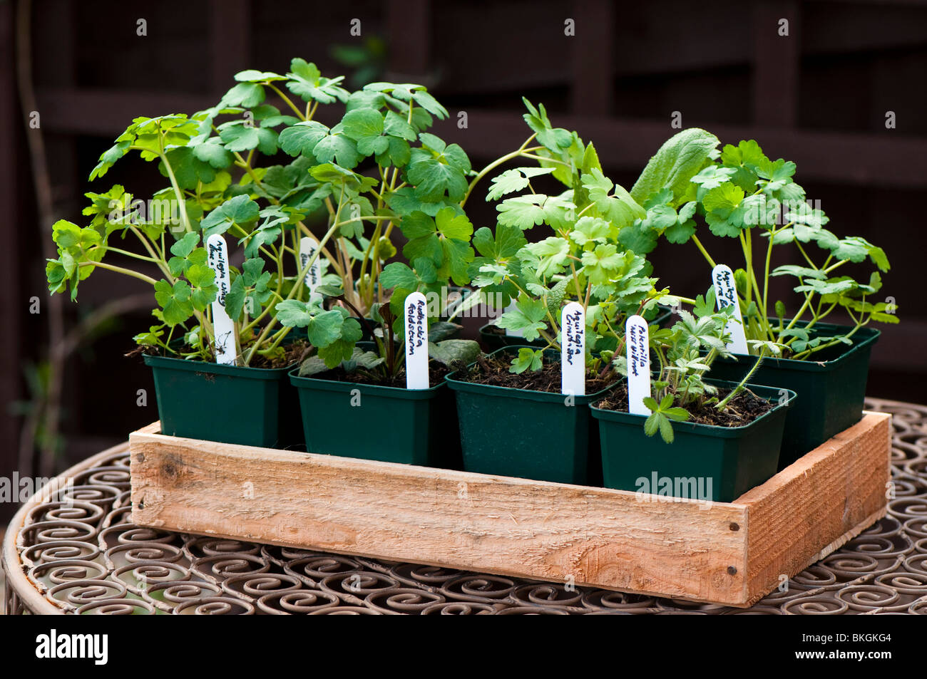 Auswahl der Baumschule gewachsen krautige Pflanzen in Töpfen in einem Holztablett bereit, im Garten zu Pflanzen Stockfoto