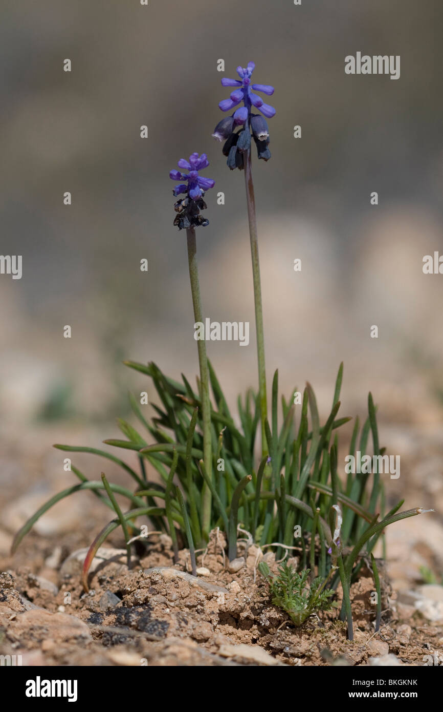 Wilde Blauw Druifjes; Wilden gemeinsamen Traubenhyazinthen Stockfoto