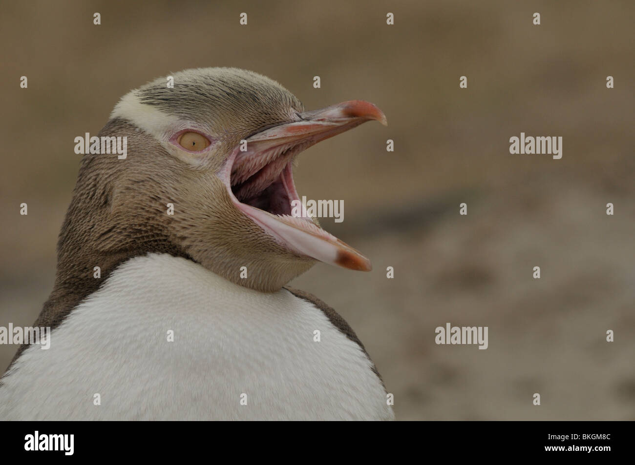 Portret gähnende Erwachsenen gelbäugige Pinguins; Portret van Een Gapende Volwassen geeloogpinguin Stockfoto