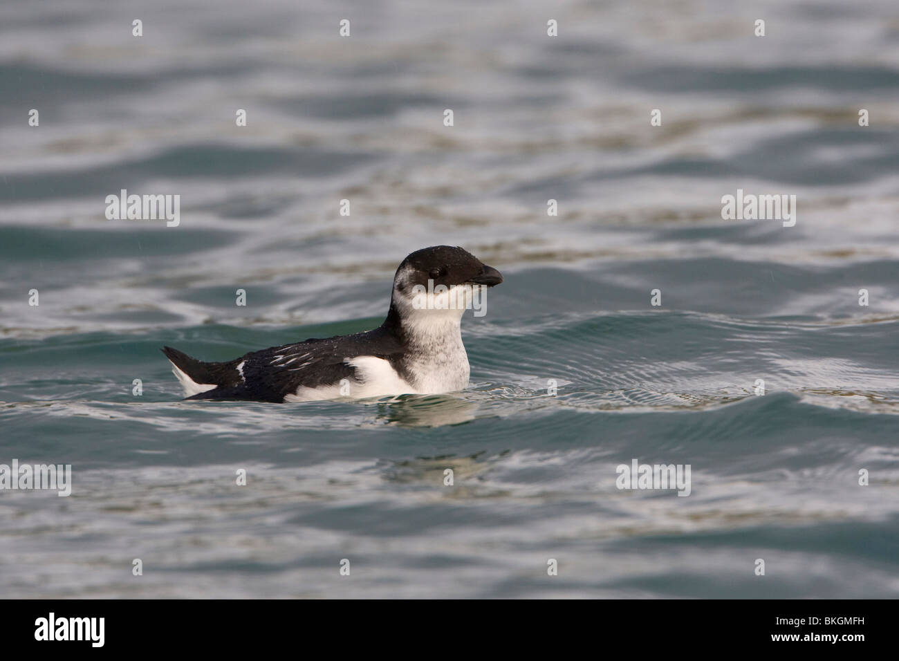 Kleine Alk in de Haven; Little Auk im Hafen Stockfoto