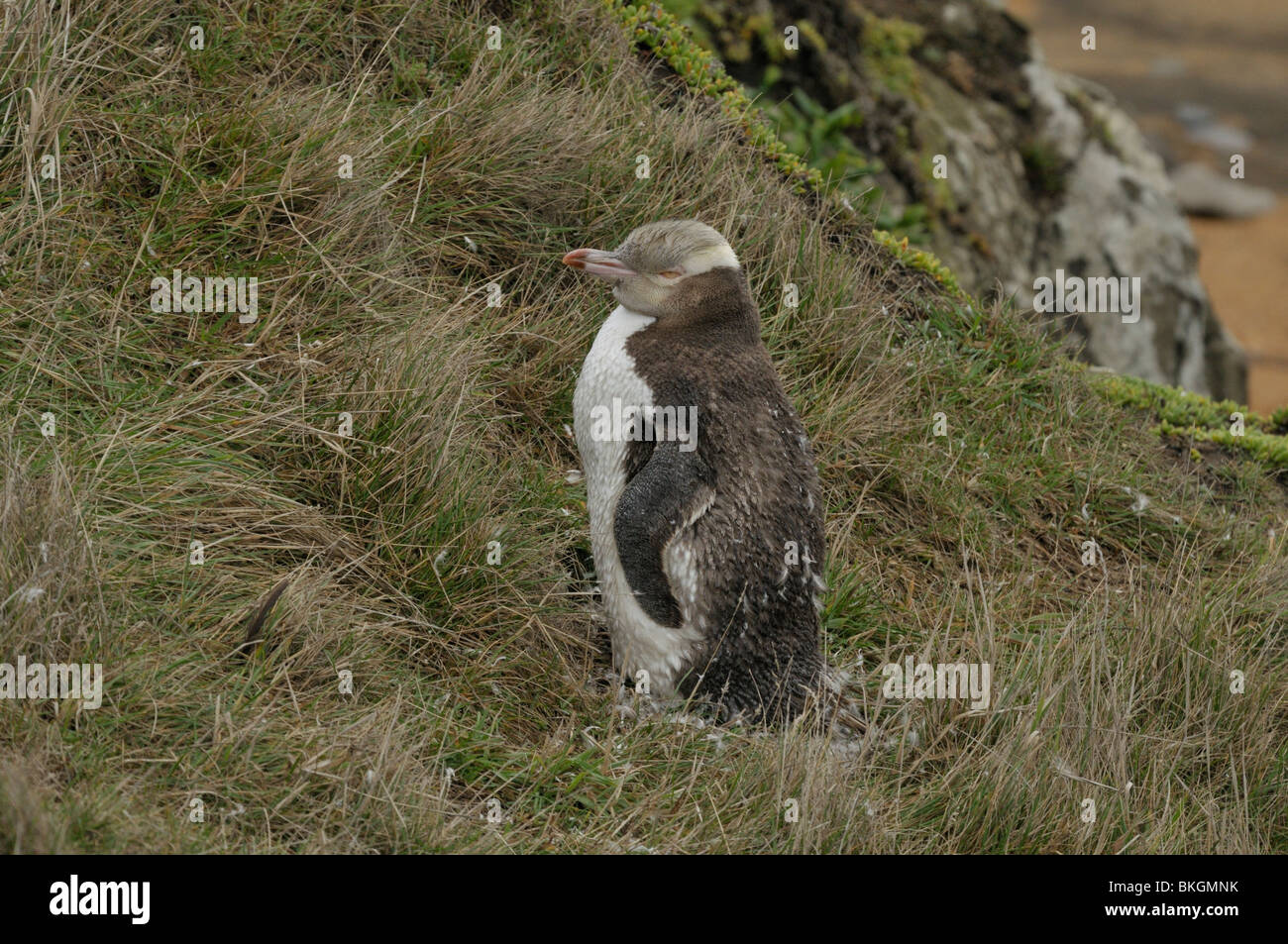 Die seltensten Pinguin auf der Erde mit nur 1,800 Paare, Yellow-eyed Penguin oder Hoiho (Mergadyptes Antipoden) Stockfoto