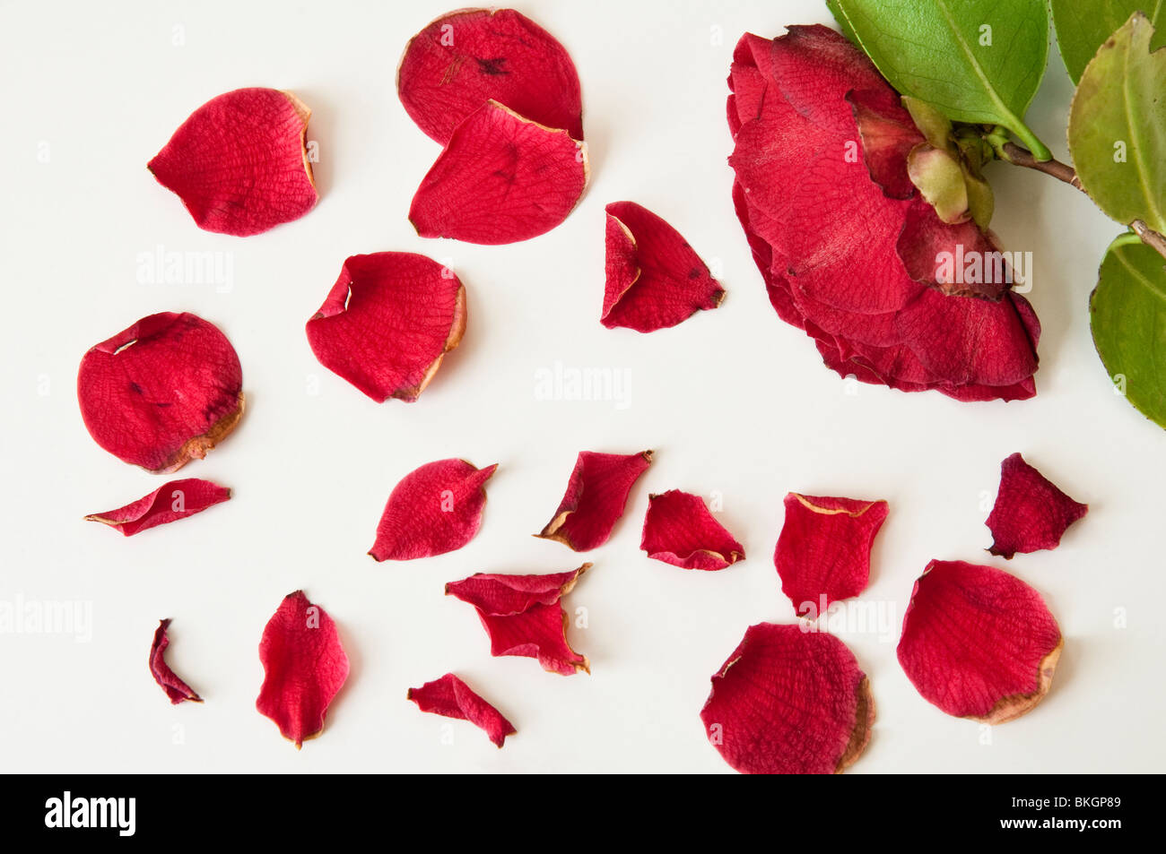 Blütenblätter und rote Kamelien blühen die beginnen zu verblassen und verwelken. Stockfoto