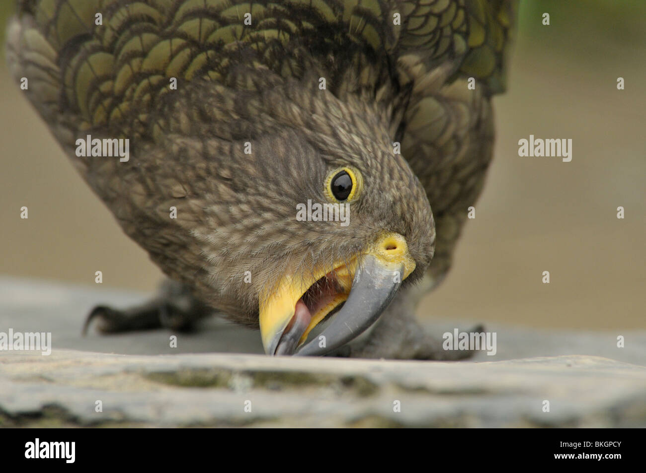 junge Kea Inspektion Stein; Jonge Kea sterben Steen inspekteert Stockfoto