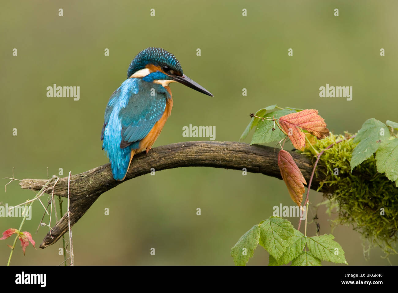 IJsvogel erfüllt braambladeren Stockfoto