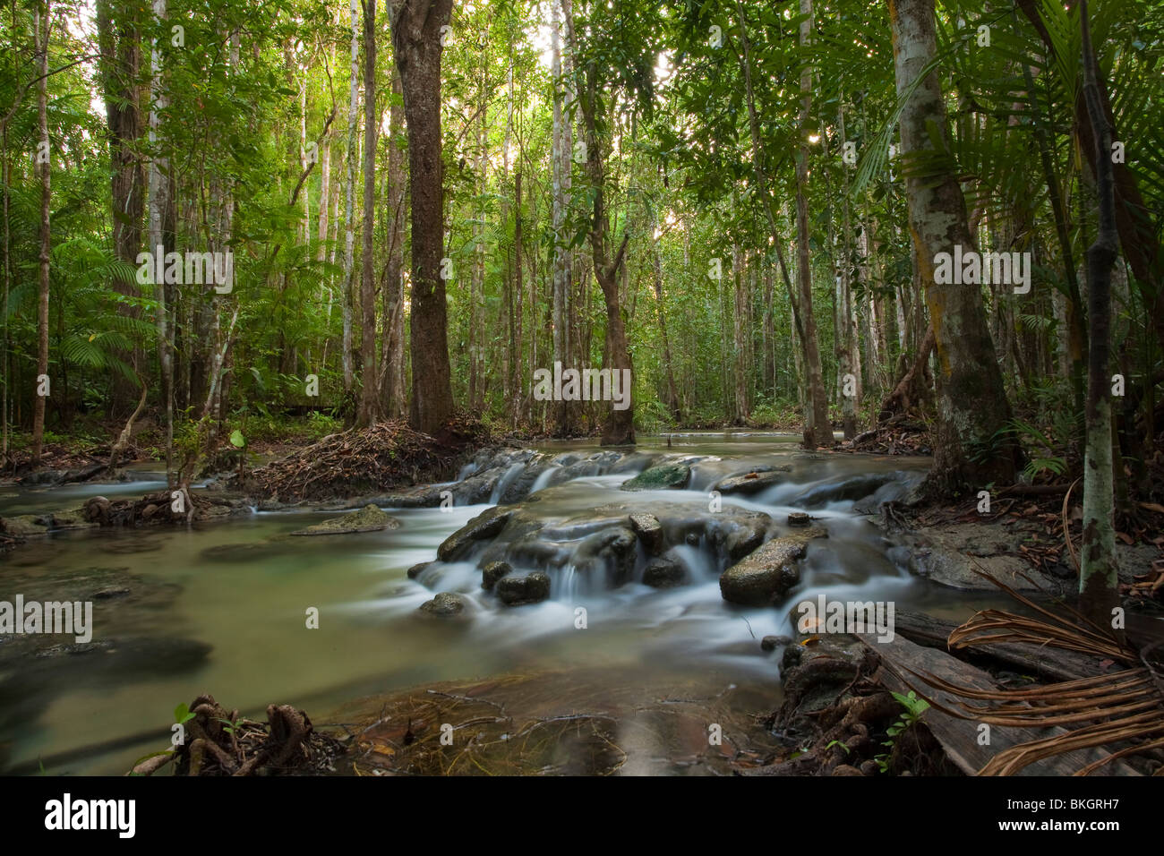 PRIMÄRE Tiefland Regenwald Khao Nor Chu Chi Wildlife Sanctuary, Süd-Thailand. Stockfoto