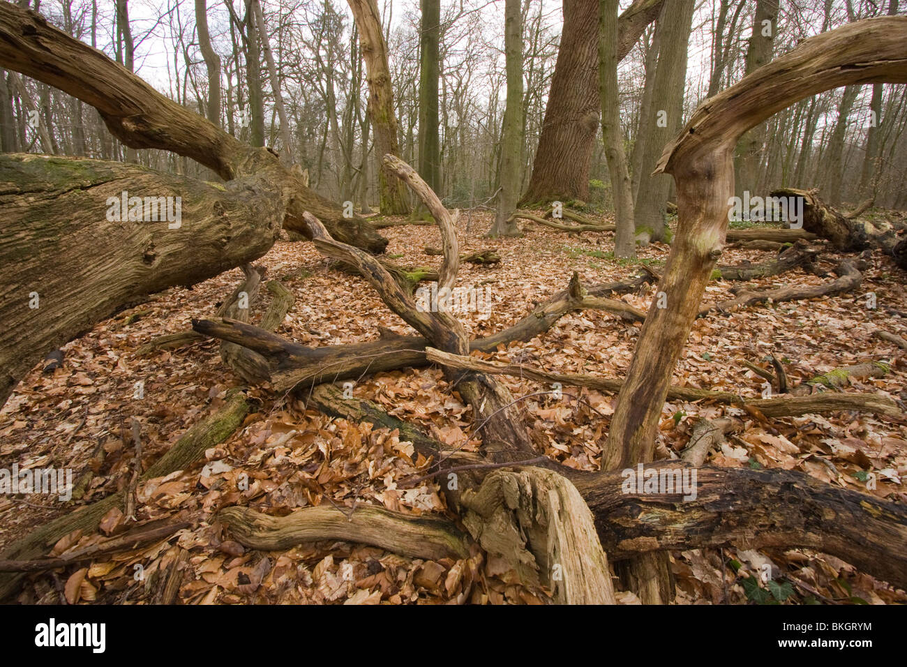 Kenmerkend Voor Een Natuurbos Zonder Menselijk Ingrijpen ist de Grote Hoeveelheid Dood Hout. Naturwald ohne menschliche Management zeichnet sich durch viele tote Bäume und heruntergefallene Äste auf dem Waldboden. Stockfoto