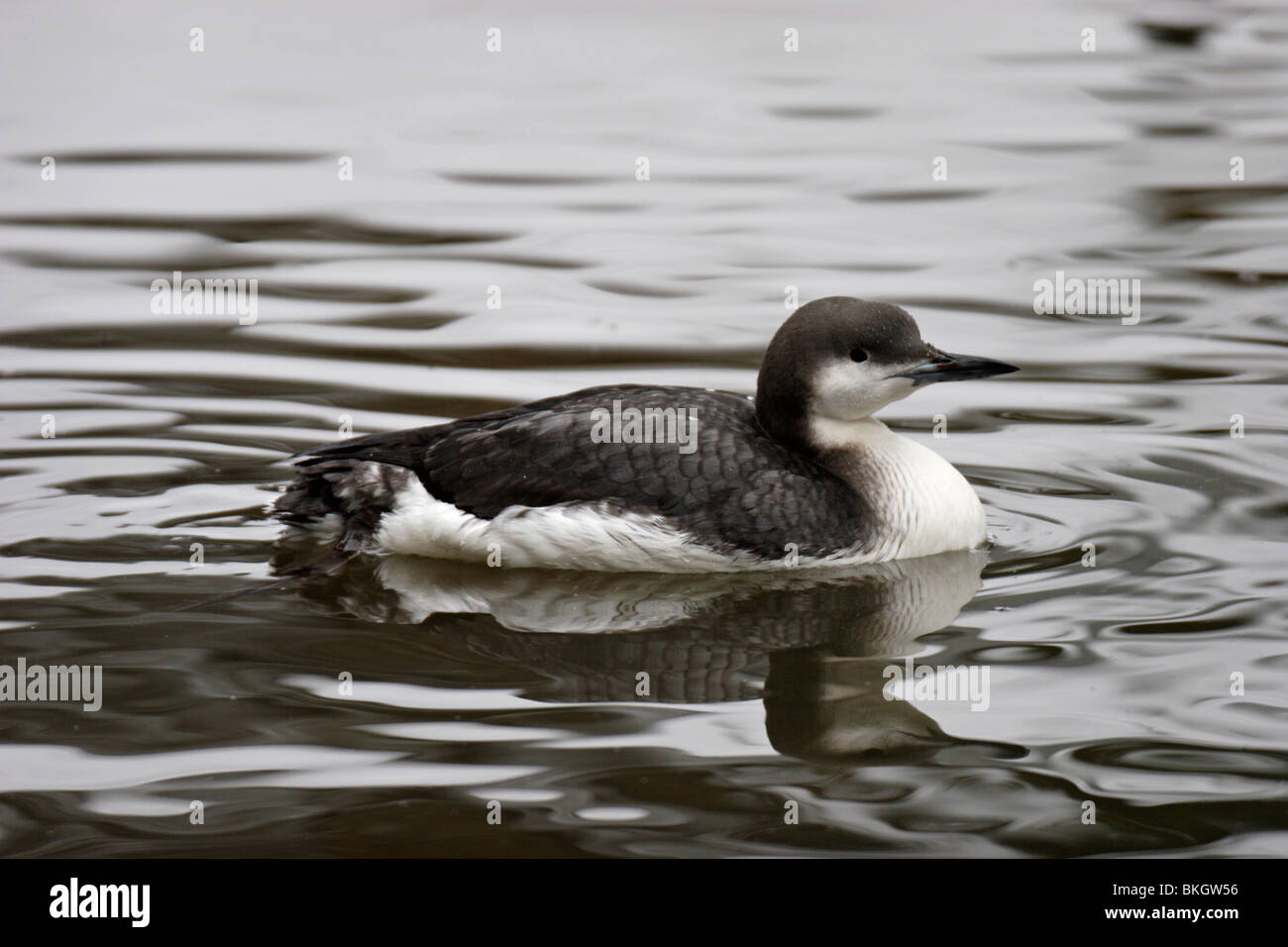 Prachttaucher, Throated Taucher, Tauchen, Gavia, Arctica, Black-throated, Loon Stockfoto