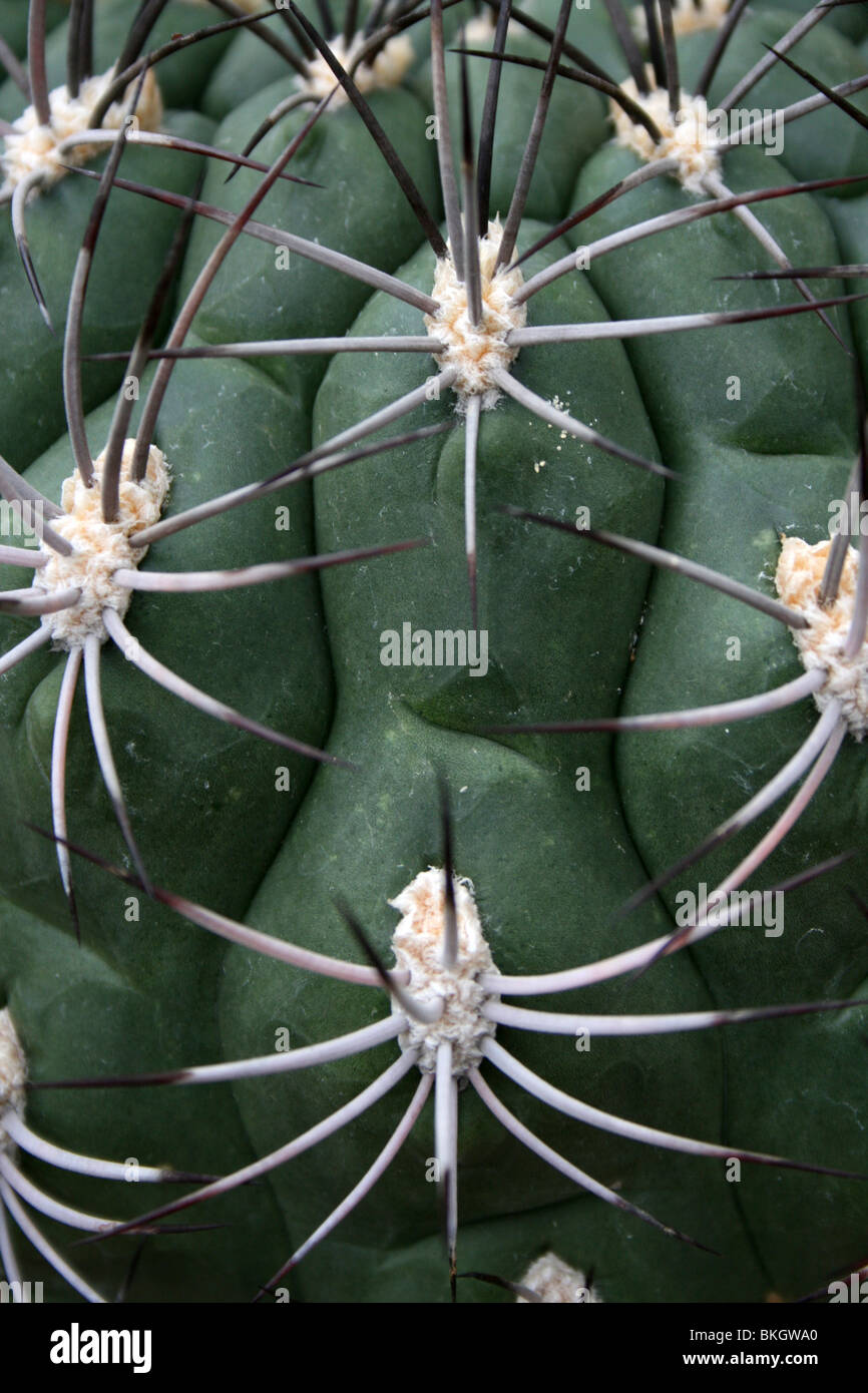 Nahaufnahme von Cactus Spikes am Chester Zoo, England, UK Stockfoto