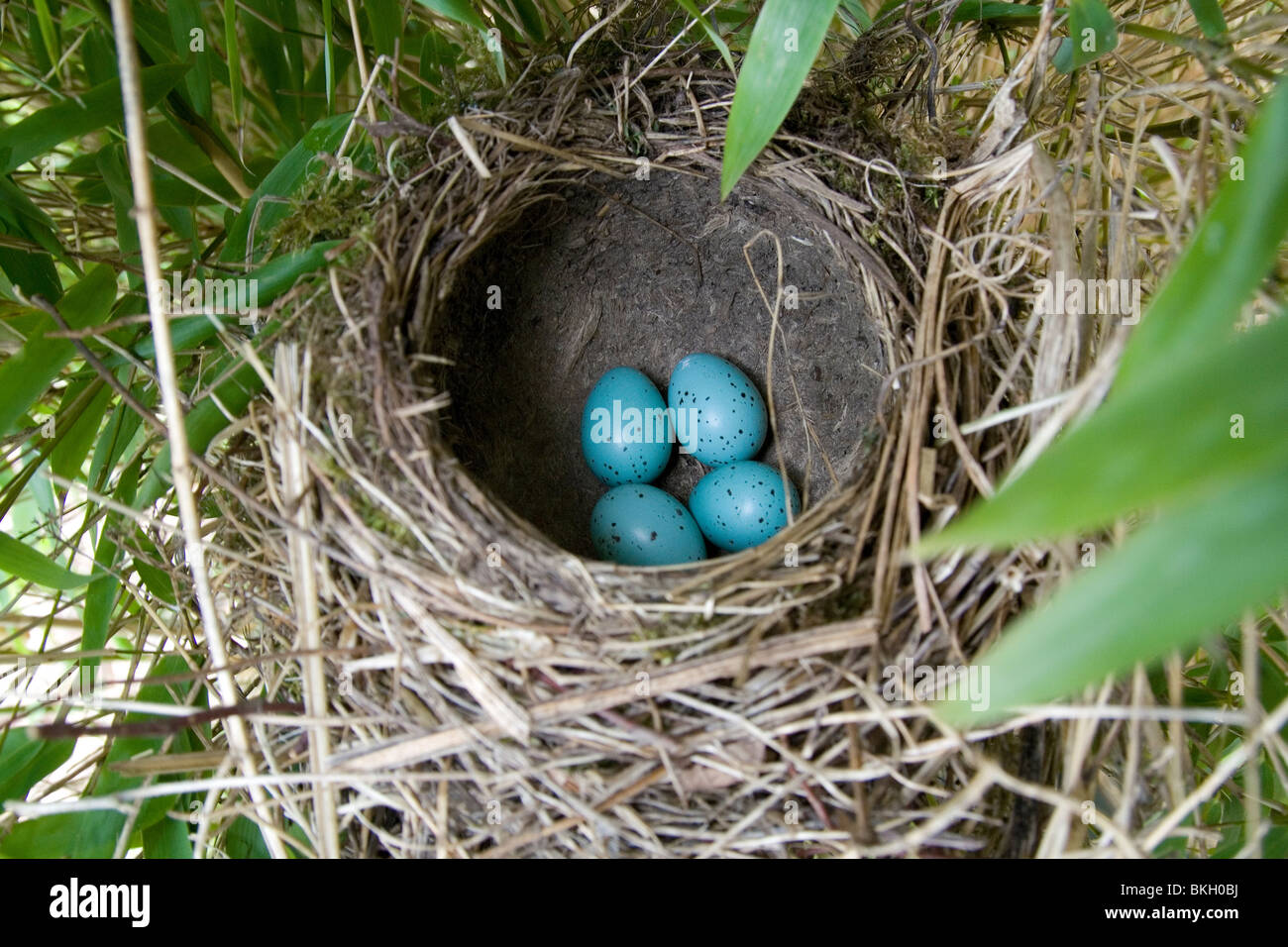 Vier Eieren van Een Zanglijster.  Nisten Sie in Het Op Anderhalve Meter Hoogte. Stockfoto