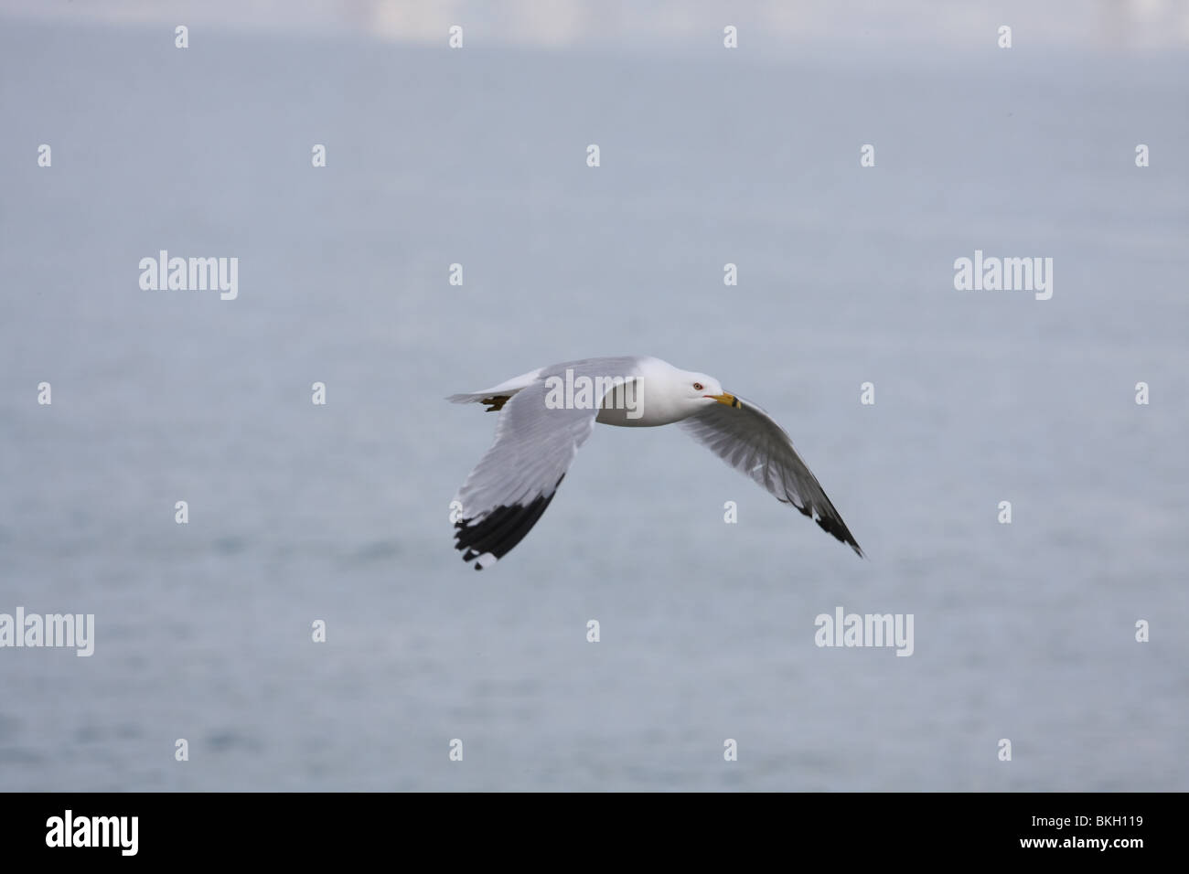 weiß grau Möwe Möwe Vogel fliegen Flug Nurflügler Flügel Himmelblau bewölkt sonnig larus Stockfoto